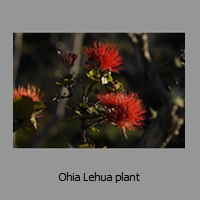 Ohia Lehua plant